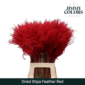 Dried Stipa Feather Red