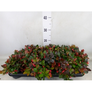 Gaultheria proc.