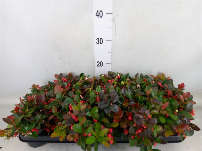 <h4>Gaultheria proc.</h4>