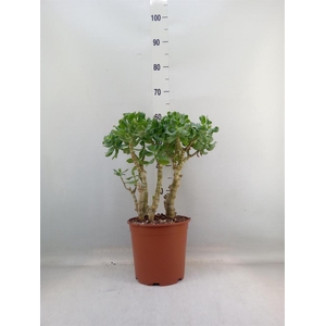 Crassula arborescens 'Curly'