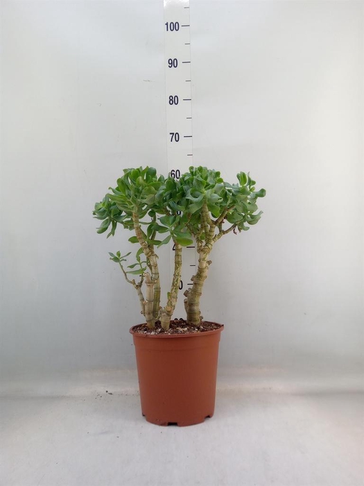 <h4>Crassula arborescens 'Curly'</h4>