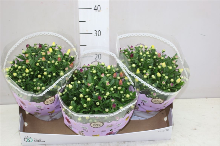 <h4>Chrysanth Carnaval Schaal</h4>