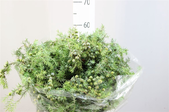 <h4>Conifeer Juniperus Communis (jeneverbes)</h4>