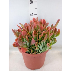 Kalanchoe NF   ...