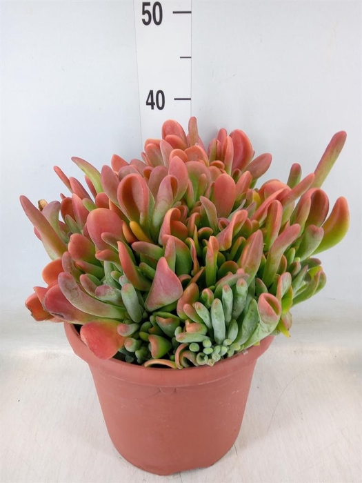 <h4>Kalanchoe NF   ...</h4>
