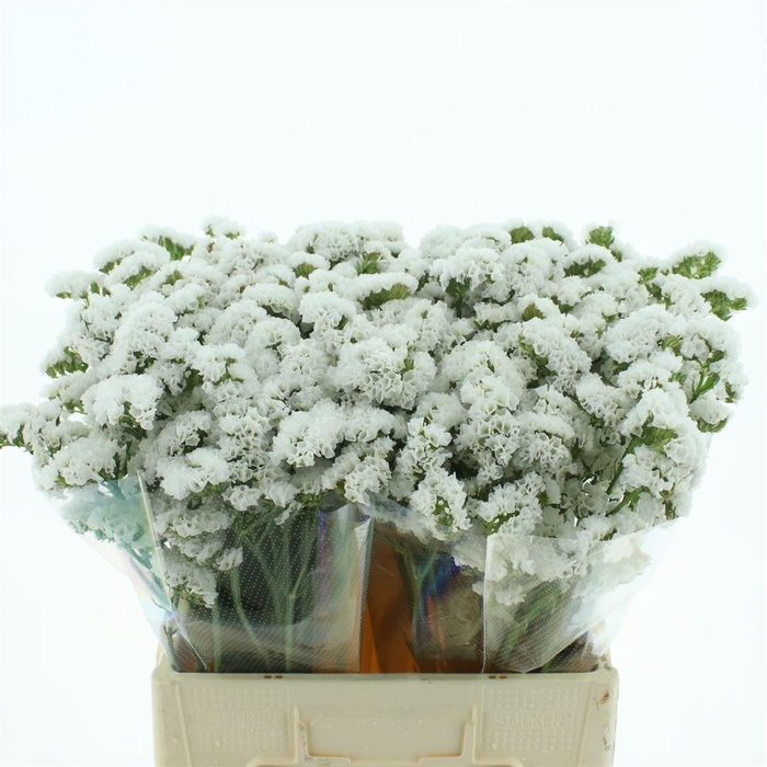 <h4>Limonium St White Birds X50</h4>