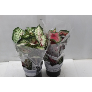 CALADIUM VARIADO P17