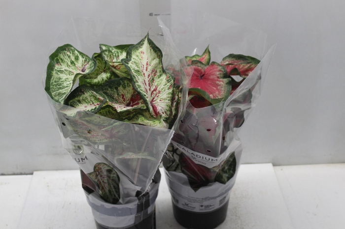 <h4>CALADIUM VARIADO P17</h4>