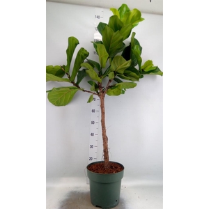 Ficus lyrata