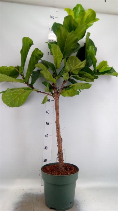 <h4>Ficus lyrata</h4>