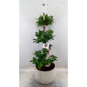 Ficus microcarpa 'Ginseng'
