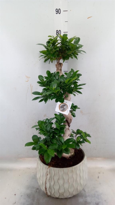 <h4>Ficus microcarpa 'Ginseng'</h4>