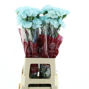 Di St Col Klb H% Light Blue