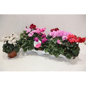 Cycl Md Sup Merengue