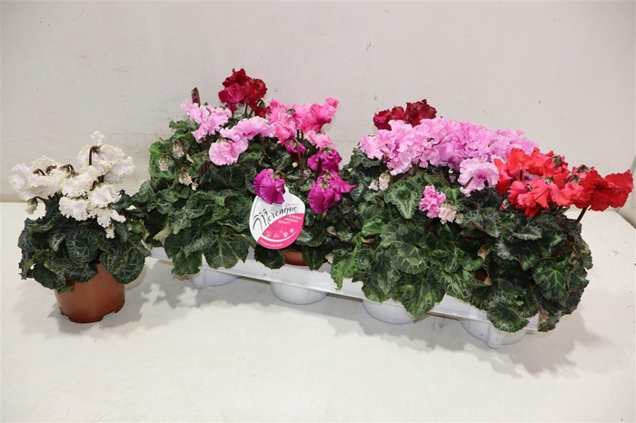 <h4>Cycl Md Sup Merengue</h4>