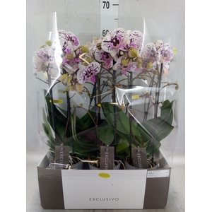 Phalaenopsis multi.   ...