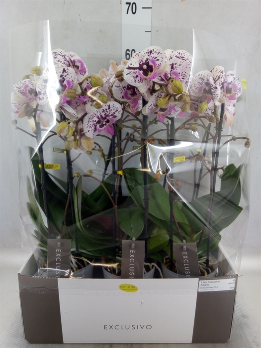 <h4>Phalaenopsis multi.   ...</h4>