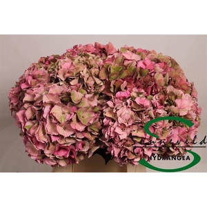 HYDR M CH RODEO CL