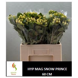 HYP MAG SNOWPRINCE