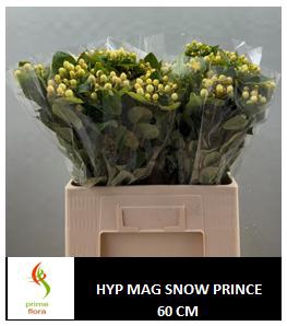 HYP MAG SNOWPRINCE