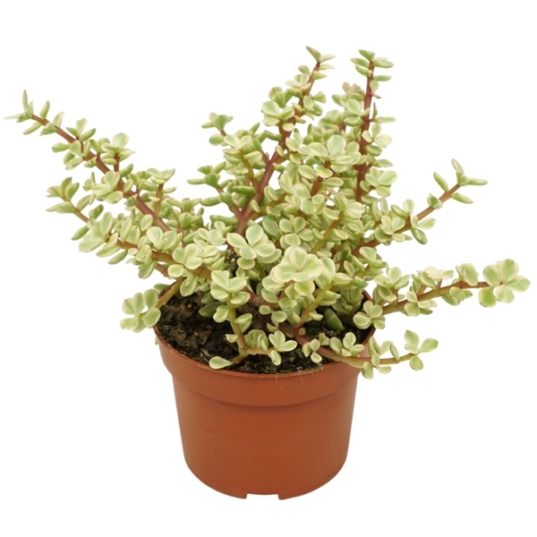 <h4>Portulacaria afra variegata 10,5 cm</h4>