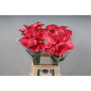 Calla Aruna Kallaland