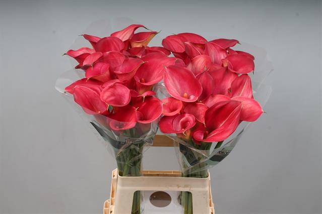 <h4>Calla Aruna Kallaland</h4>