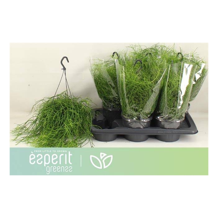 <h4>Rhipsalis cassutha Cassera (Cites) 17Ø 25cm</h4>