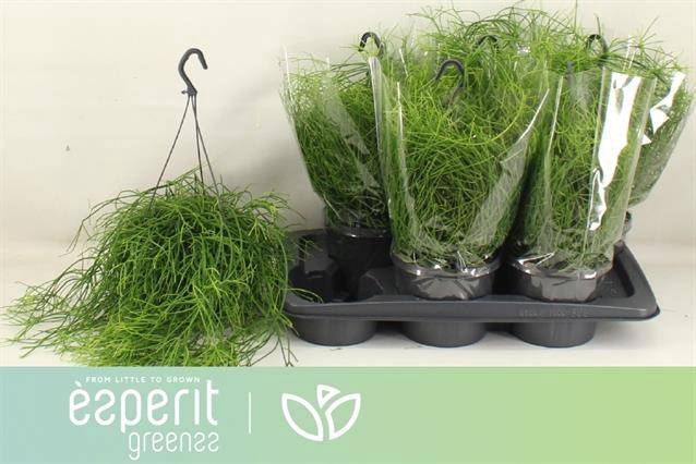 Rhipsalis cassutha Cassera (Cites) 17Ø 25cm