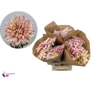 Dahlia cafe au lait