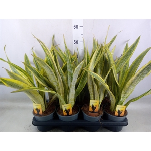 Sansevieria trifa.   ...