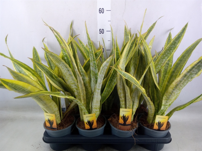 <h4>Sansevieria trifa.   ...</h4>