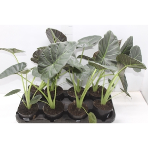 ALOCASIA REGAL SHIELDS P12
