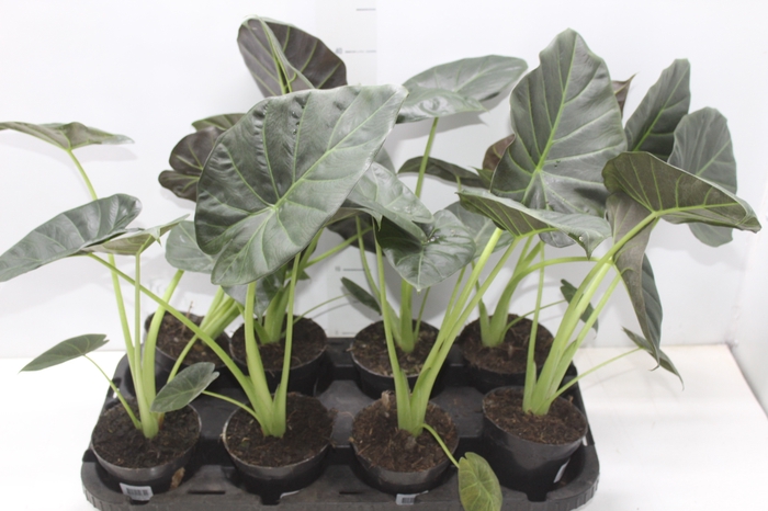 <h4>ALOCASIA REGAL SHIELDS P12</h4>