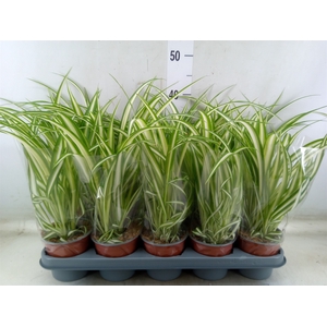Chlorophytum com. 'Variegatum'