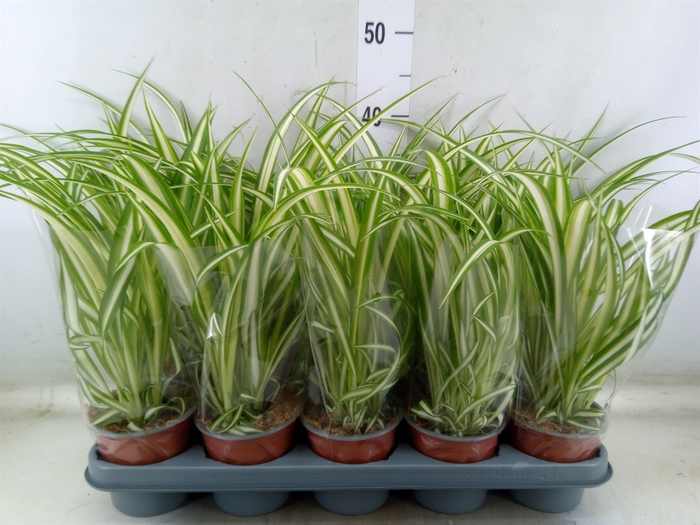 <h4>Chlorophytum com. 'Variegatum'</h4>