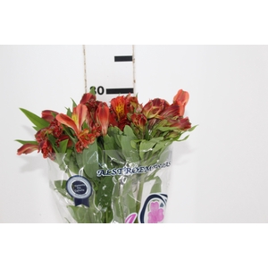 ALSTROEMERIA CINNAMON 080 CM