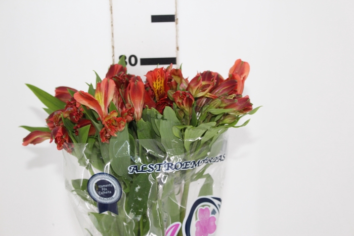 <h4>ALSTROEMERIA CINNAMON 080 CM</h4>