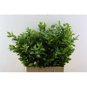 Ligustrum Vulgare P Stem