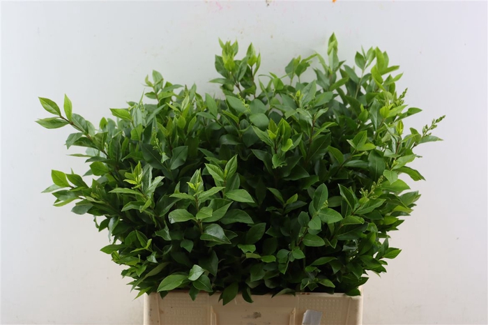 <h4>Ligustrum Vulgare P Stem</h4>