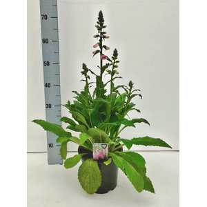 DIGI PURPUREA