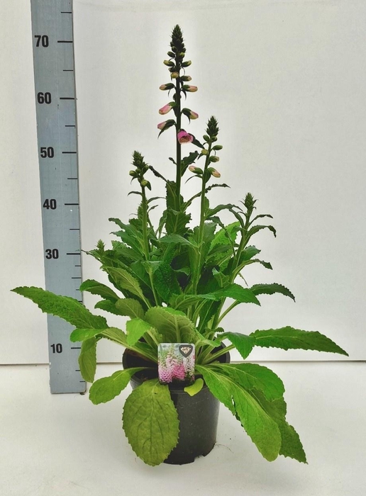 <h4>DIGI PURPUREA</h4>