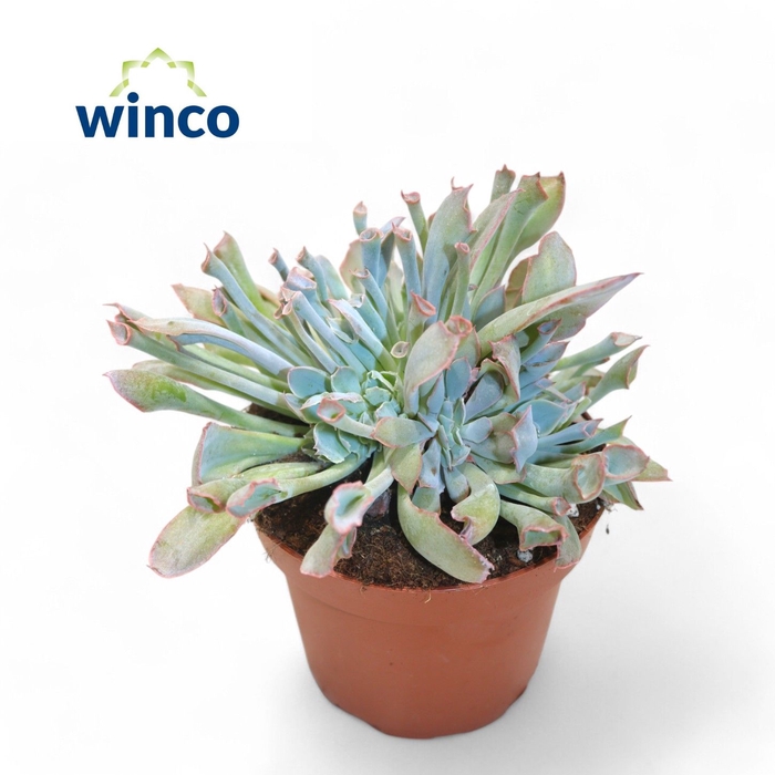 <h4>Echeveria Trumpet Pinky</h4>