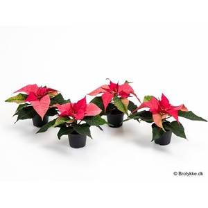 EUPHORBIA PULCHERRIMA  MINI p6 pink