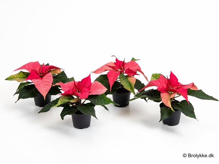 <h4>EUPHORBIA PULCHERRIMA  MINI p6 pink</h4>