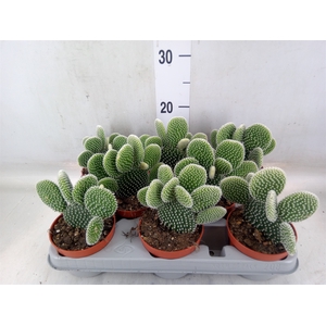 Opuntia microdasys 'Albispina'