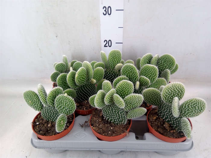 <h4>Opuntia microdasys 'Albispina'</h4>