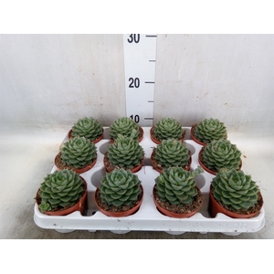 Echeveria   ...