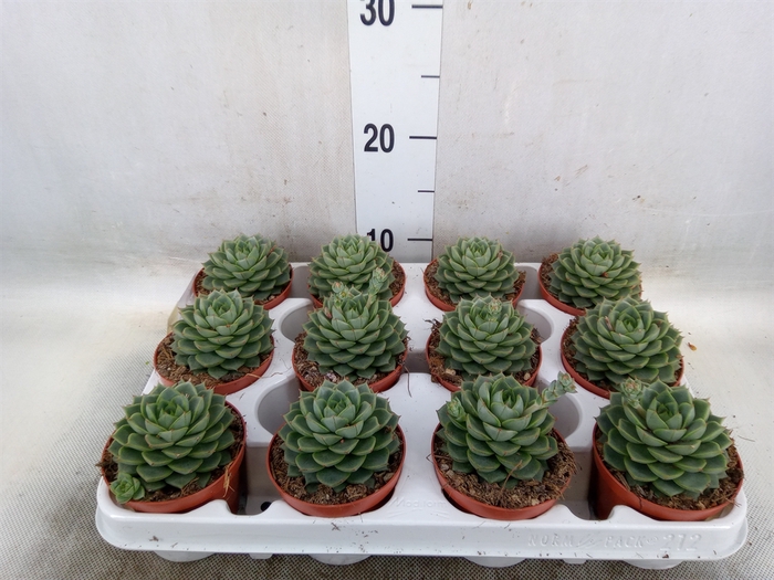 <h4>Echeveria   ...</h4>