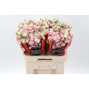 Eus G Rosi Bright Pi